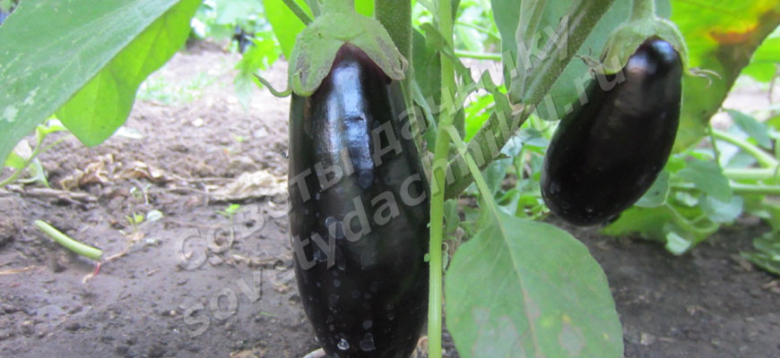 Условия выращивания рассады баклажанов в 2024 пошагово - Плод крупного баклажана