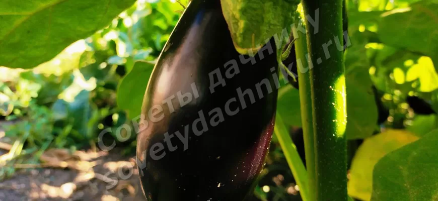 Выращивание овощей и фруктов на даче рекомендуемые сорта - баклажан