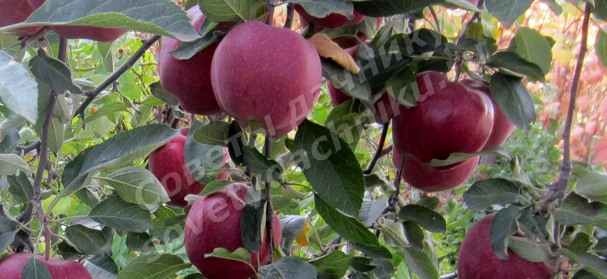 Выращивание овощей и фруктов на даче рекомендуемые сорта - красные яблоки зимнего сорта на ветке дерева