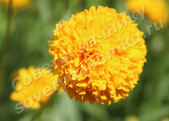Бархатцы выращивание и уход в открытом грунте на даче - цветок бархатца жёлтого цвета