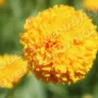 Бархатцы выращивание и уход в открытом грунте на даче - цветок бархатца жёлтого цвета