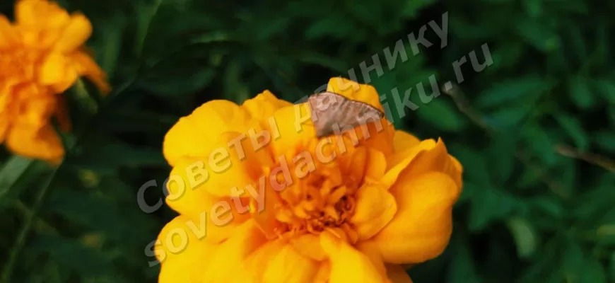 Бабочка на цветке бархатца вблизи