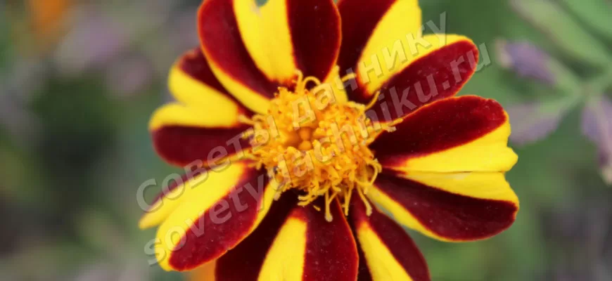 разноцветный цветок бархатца