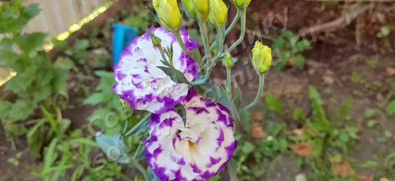 Красивый цветок лизиантуса, ирландской розы или эустомы