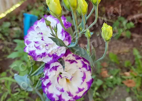 Красивый цветок лизиантуса, ирландской розы или эустомы