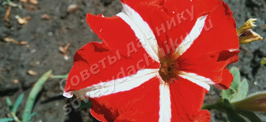 Красный цветок петунии с белой полосой