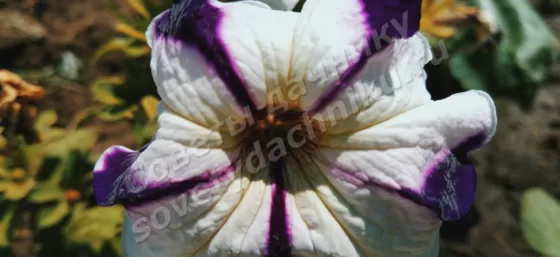 Белый цветок петунии с тёмной полосой
