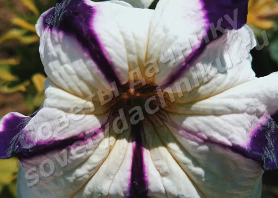 Белый цветок петунии с тёмной полосой