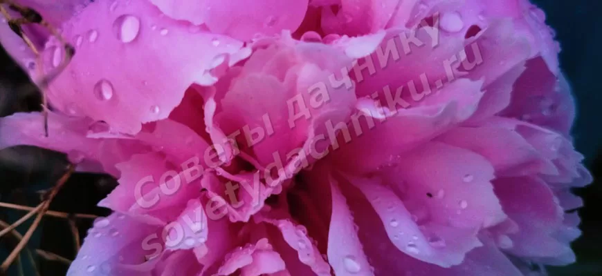Распустившийся цветок пиона розового цвета крупным планом
