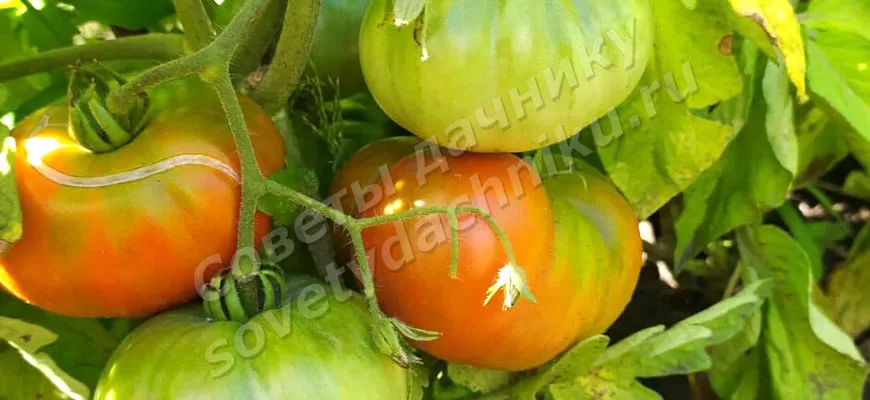 Созревание томатов на кусту