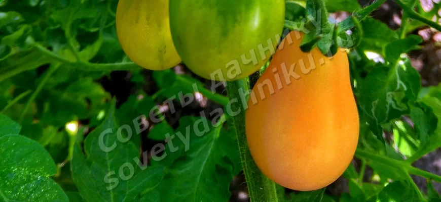 Первая подкормка томатов после высадки в открытый грунт, помидора жёлтого цвета