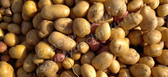 Подготовка участка под картофель и внесение удобрений - урожай картофеля
